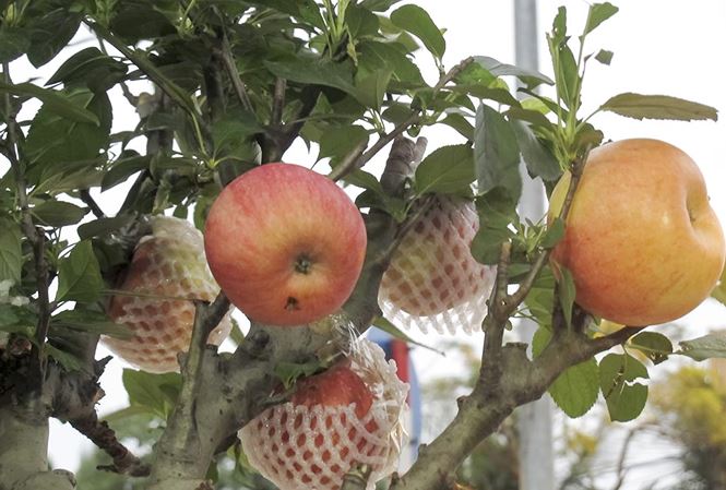 7 triệu một cây táo chơi Tết ở Hà Nội